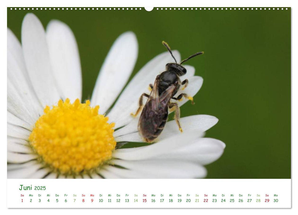 Bienen - Fleißige Gartenbewohner (CALVENDO Premium Wandkalender 2025)