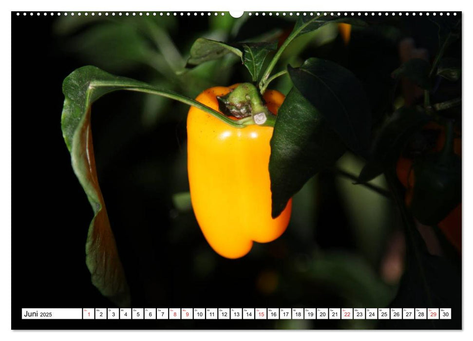 Für Chili Liebhaber (CALVENDO Premium Wandkalender 2025)