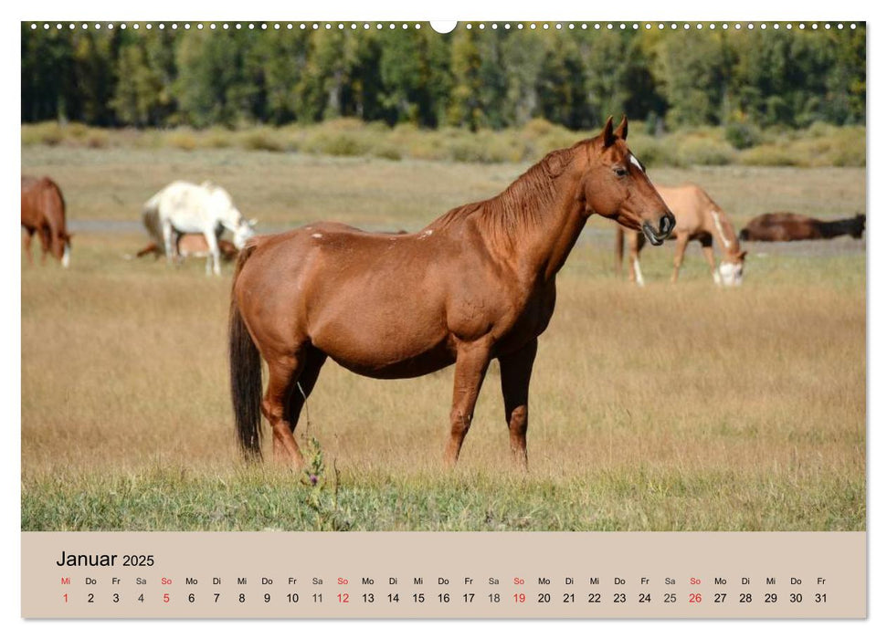 Wildpferde. Frei wie der Wind (CALVENDO Premium Wandkalender 2025)