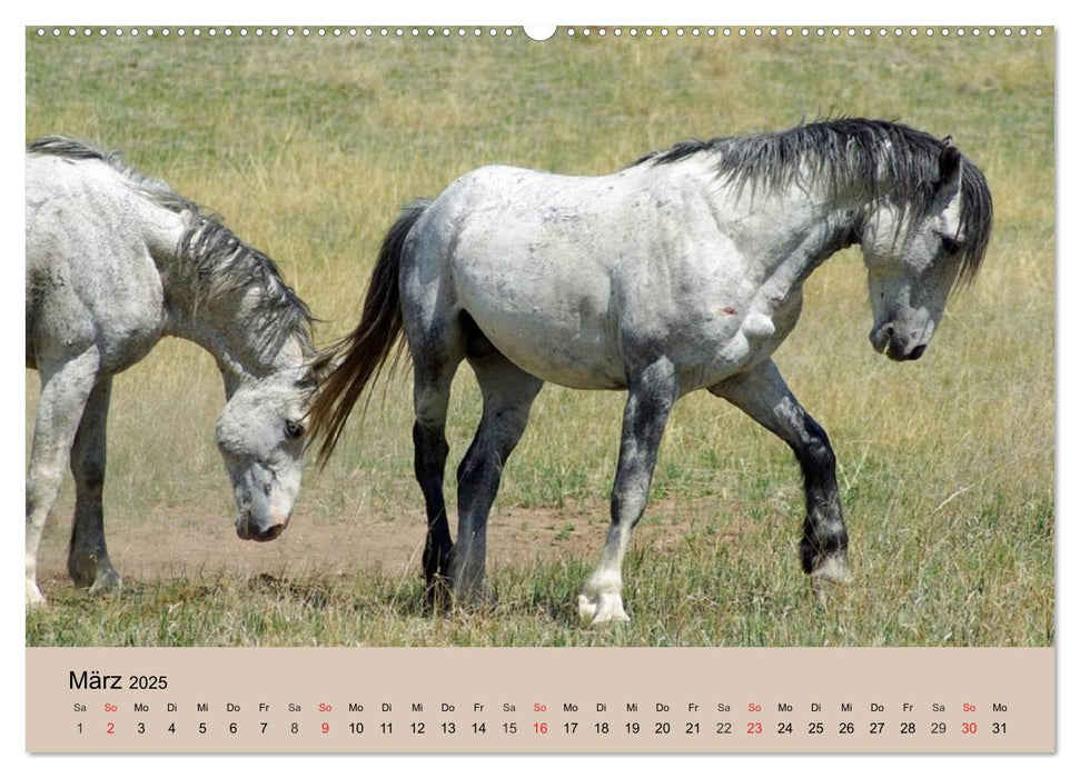 Wildpferde. Frei wie der Wind (CALVENDO Premium Wandkalender 2025)