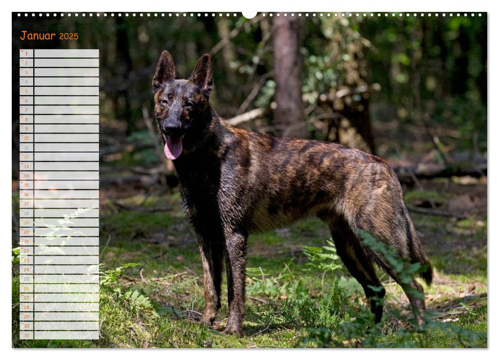 Holländischer Schäferhund (CALVENDO Premium Wandkalender 2025)