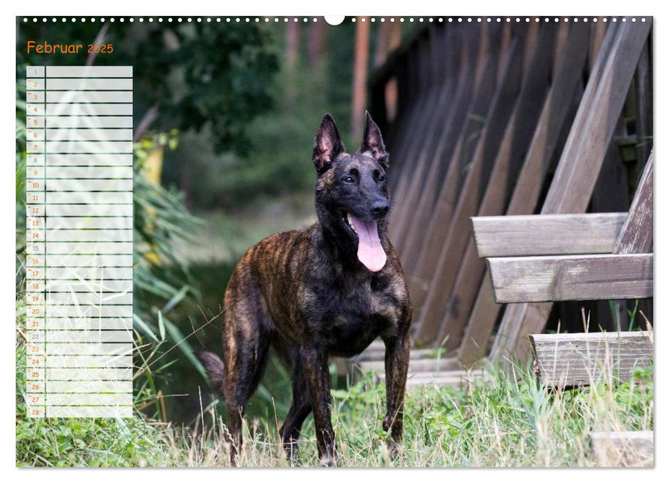 Holländischer Schäferhund (CALVENDO Premium Wandkalender 2025)