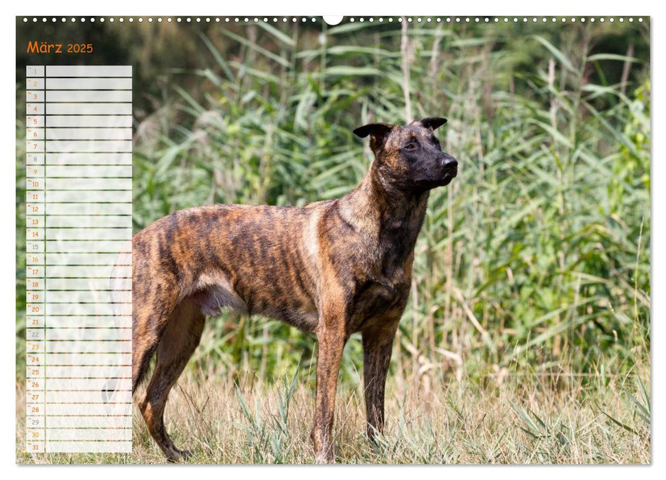 Holländischer Schäferhund (CALVENDO Premium Wandkalender 2025)