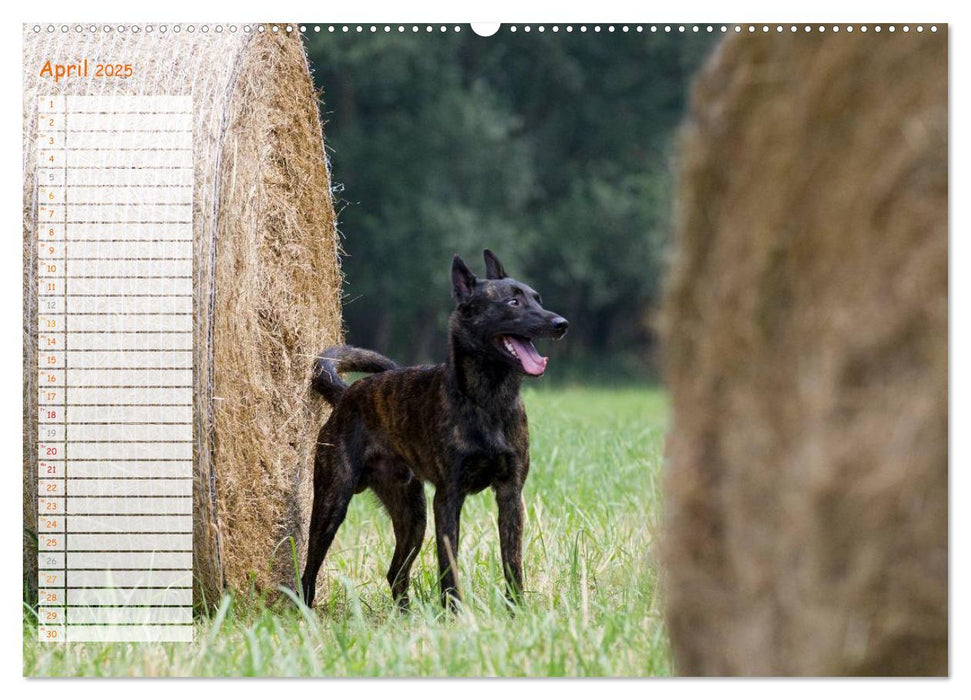 Holländischer Schäferhund (CALVENDO Premium Wandkalender 2025)