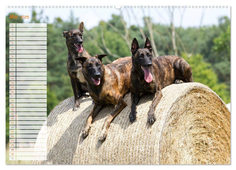 Holländischer Schäferhund (CALVENDO Premium Wandkalender 2025)