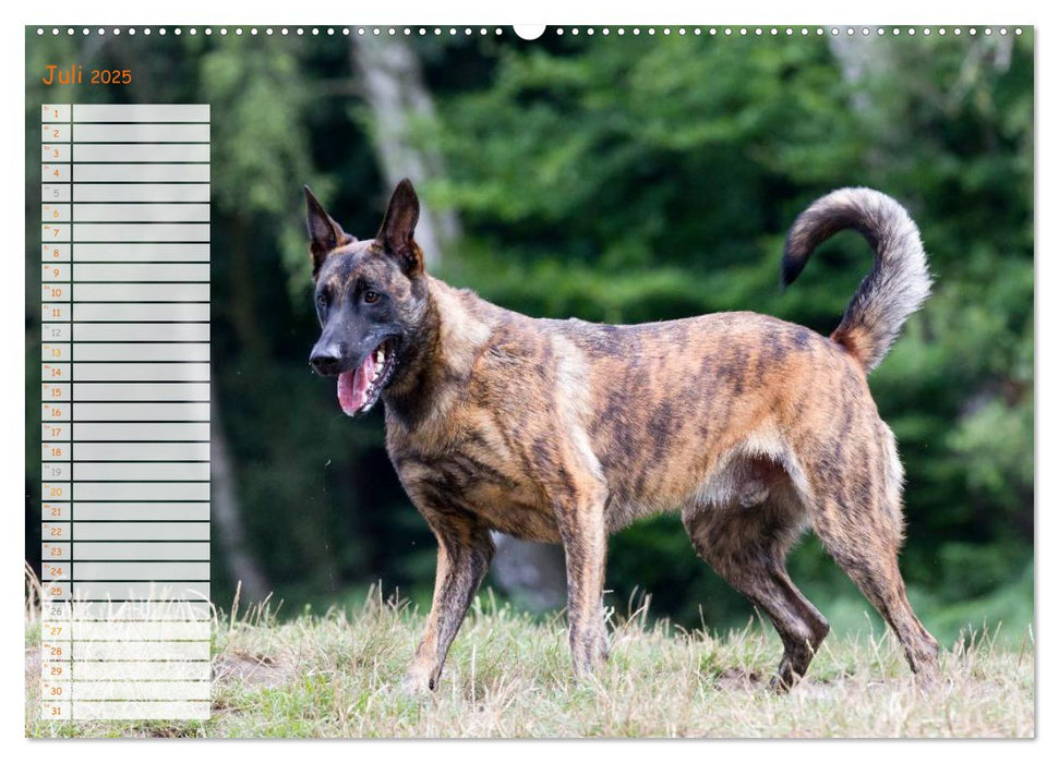 Holländischer Schäferhund (CALVENDO Premium Wandkalender 2025)