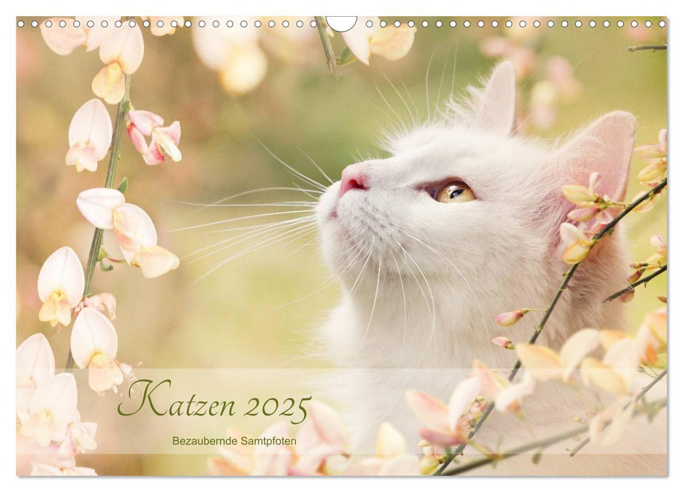 Katzen 2025 Bezaubernde Samtpfoten (CALVENDO Wandkalender 2025)