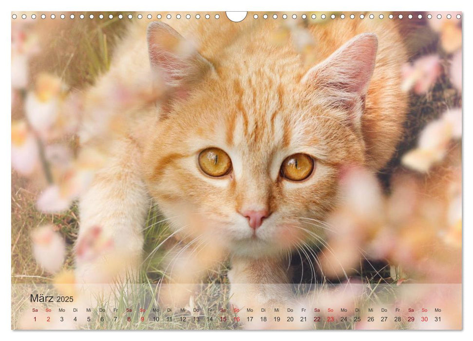 Katzen 2025 Bezaubernde Samtpfoten (CALVENDO Wandkalender 2025)