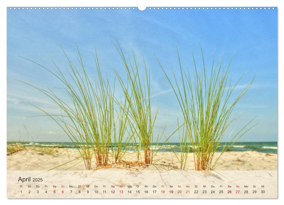 Insel Rügen und Hiddensee (CALVENDO Wandkalender 2025)