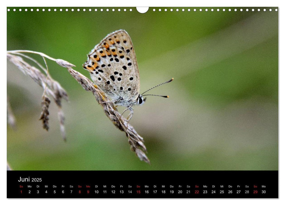 Schmetterlinge in Deutschland (CALVENDO Wandkalender 2025)