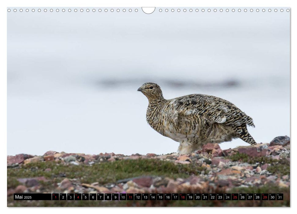 Spitzbergen - Arktische Impressionen (CALVENDO Wandkalender 2025)