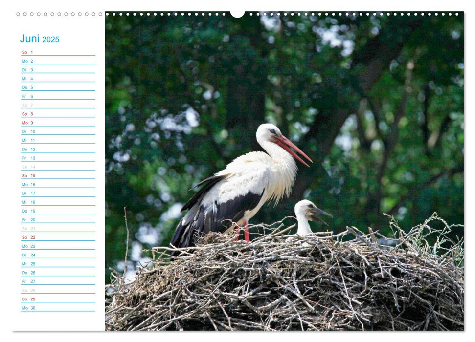 Wunderschöner Spreewald (CALVENDO Premium Wandkalender 2025)