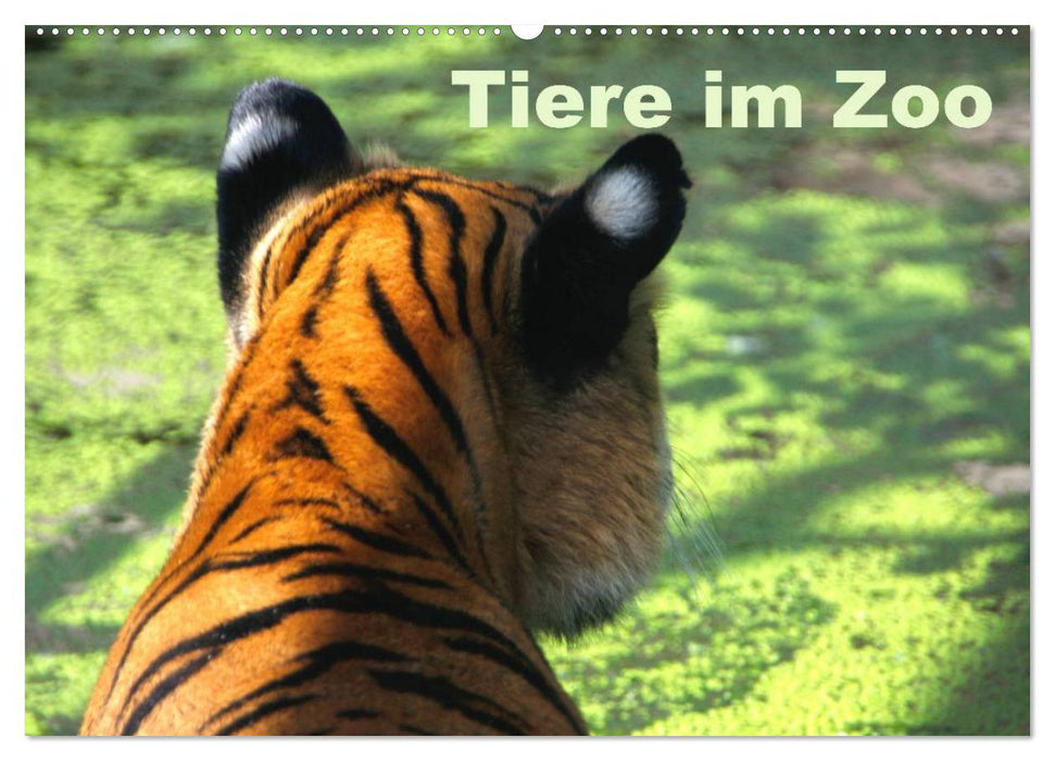 Tiere im Zoo (CALVENDO Wandkalender 2025)