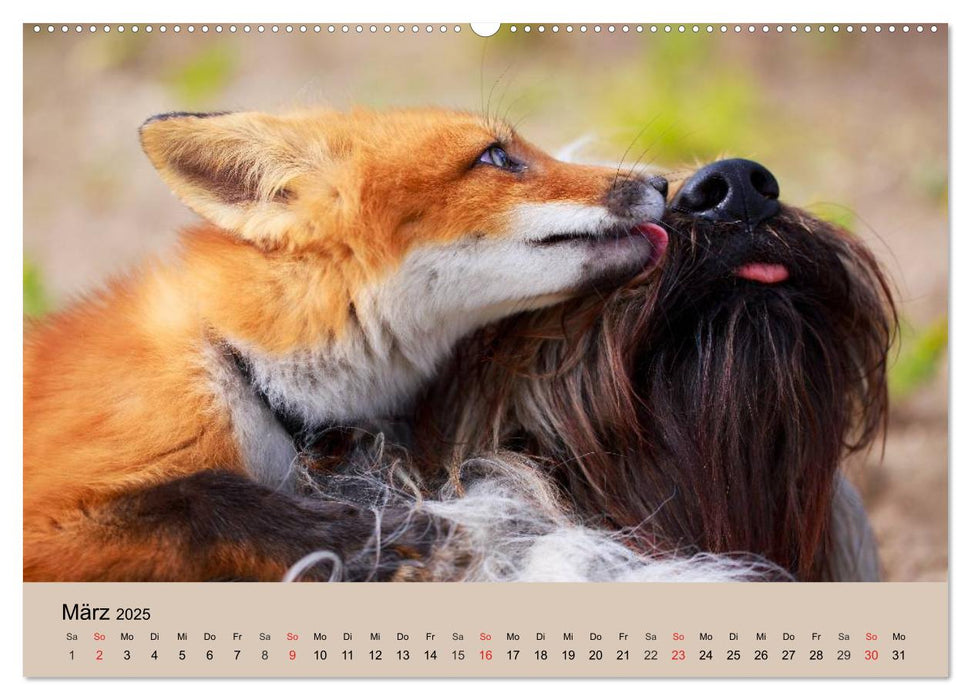 Der Fuchs. Bezaubernder Geselle (CALVENDO Premium Wandkalender 2025)