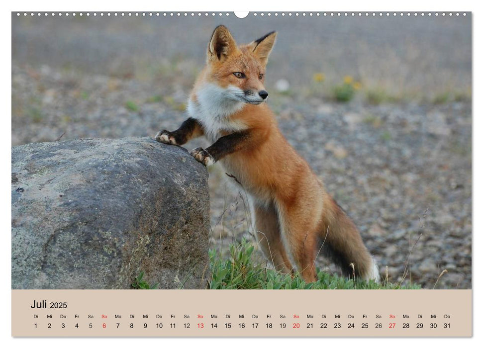 Der Fuchs. Bezaubernder Geselle (CALVENDO Premium Wandkalender 2025)