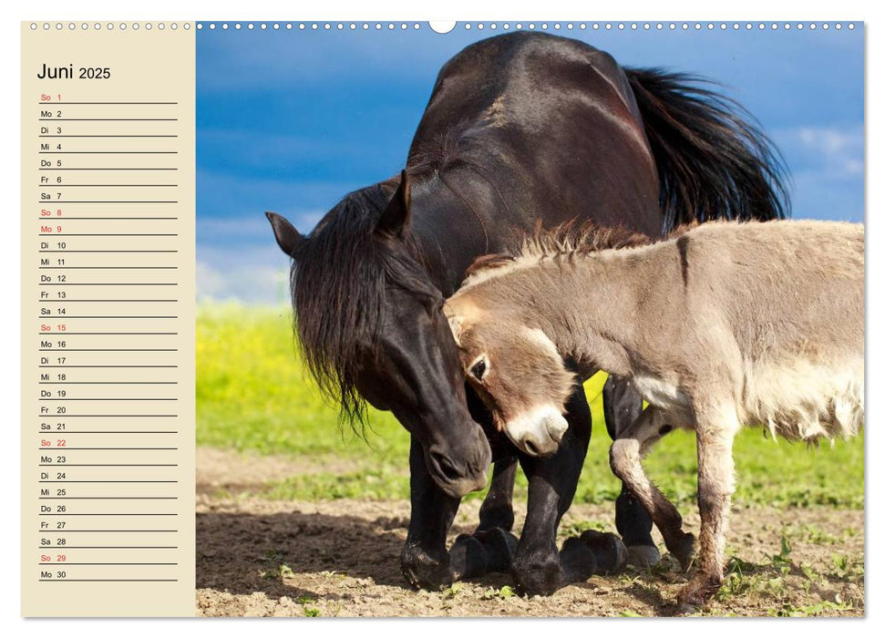 Beste Freunde. Bezaubernde Tierfreundschaften (CALVENDO Premium Wandkalender 2025)