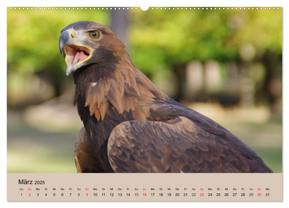 Der Steinadler. Majestätischer Greifvogel (CALVENDO Premium Wandkalender 2025)