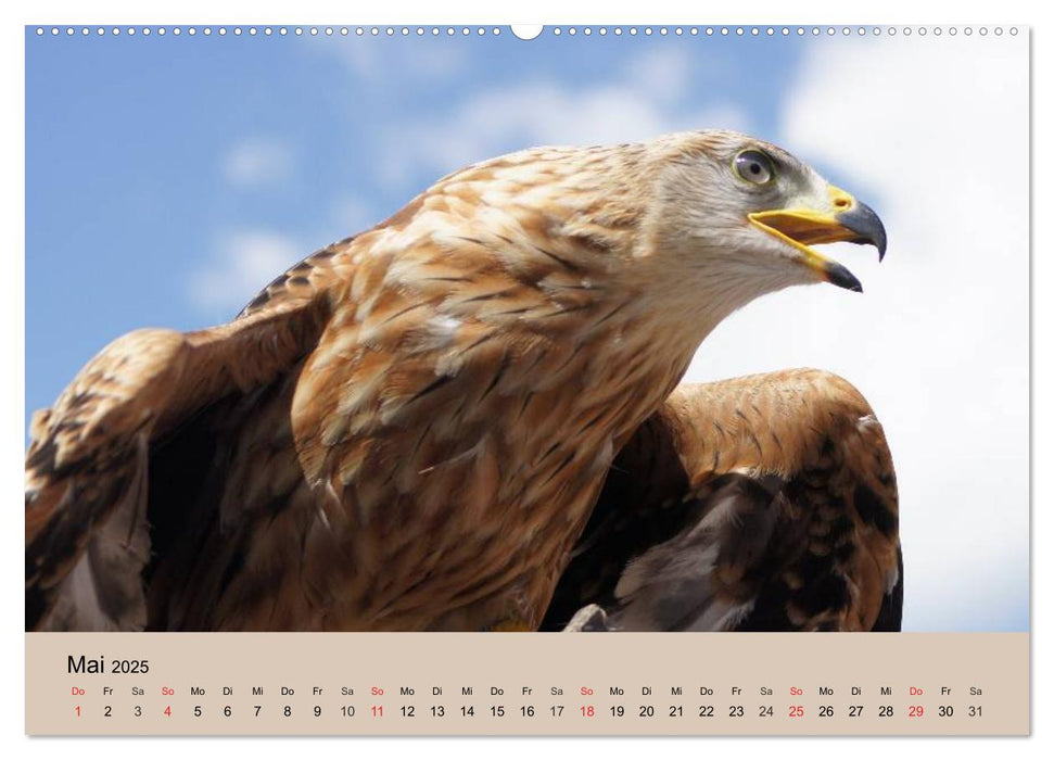 Der Steinadler. Majestätischer Greifvogel (CALVENDO Premium Wandkalender 2025)