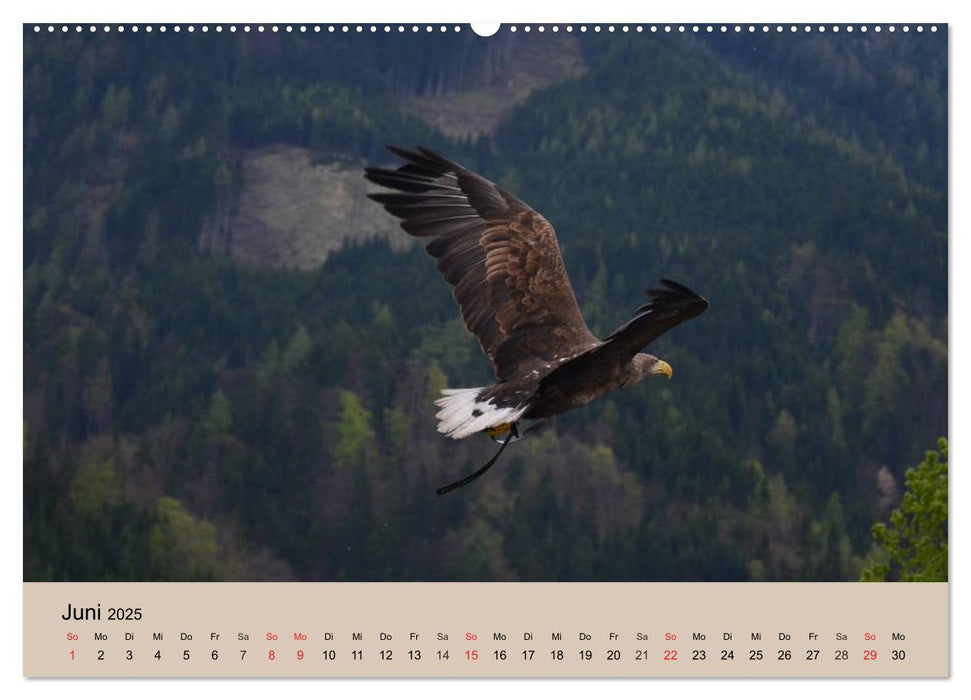 Der Steinadler. Majestätischer Greifvogel (CALVENDO Premium Wandkalender 2025)