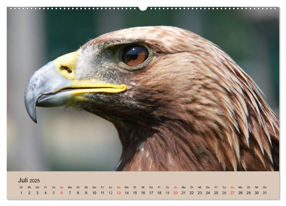 Der Steinadler. Majestätischer Greifvogel (CALVENDO Premium Wandkalender 2025)