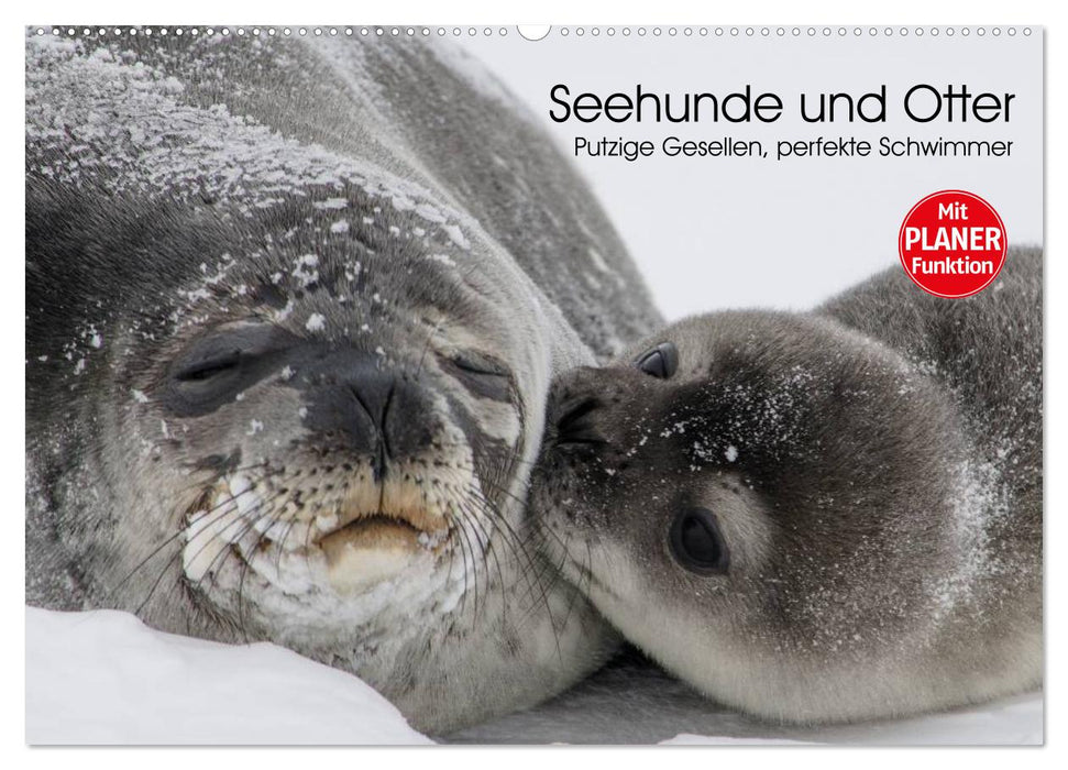 Seehunde und Otter. Putzige Gesellen, perfekte Schwimmer (CALVENDO Wandkalender 2025)