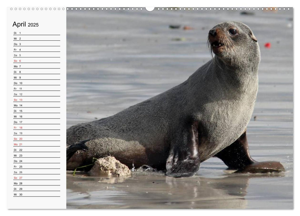 Seehunde und Otter. Putzige Gesellen, perfekte Schwimmer (CALVENDO Wandkalender 2025)