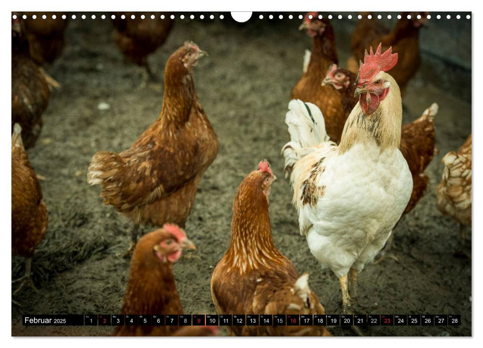 Hühner in meinem Garten (CALVENDO Wandkalender 2025)