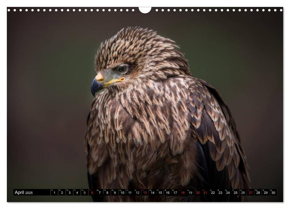 Greifvögel und Eulen (CALVENDO Wandkalender 2025)