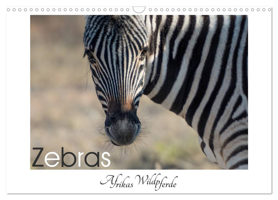 Zebras - Afrikas Wildpferde (CALVENDO Wandkalender 2025)