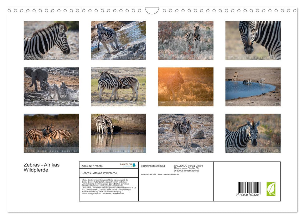 Zebras - Afrikas Wildpferde (CALVENDO Wandkalender 2025)