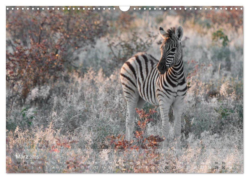 Zebras - Afrikas Wildpferde (CALVENDO Wandkalender 2025)