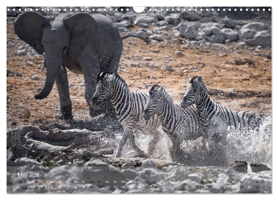 Zebras - Afrikas Wildpferde (CALVENDO Wandkalender 2025)