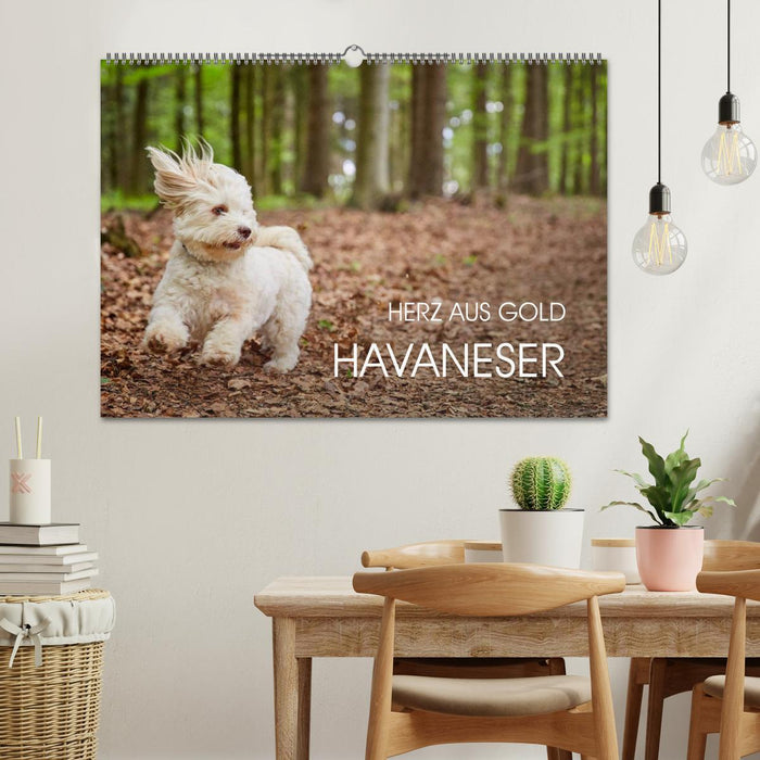 Havaneser - Herz aus Gold (CALVENDO Wandkalender 2025)