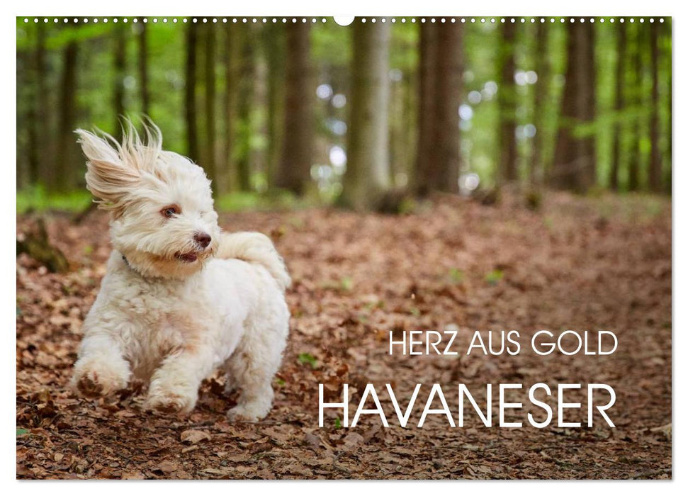 Havaneser - Herz aus Gold (CALVENDO Wandkalender 2025)