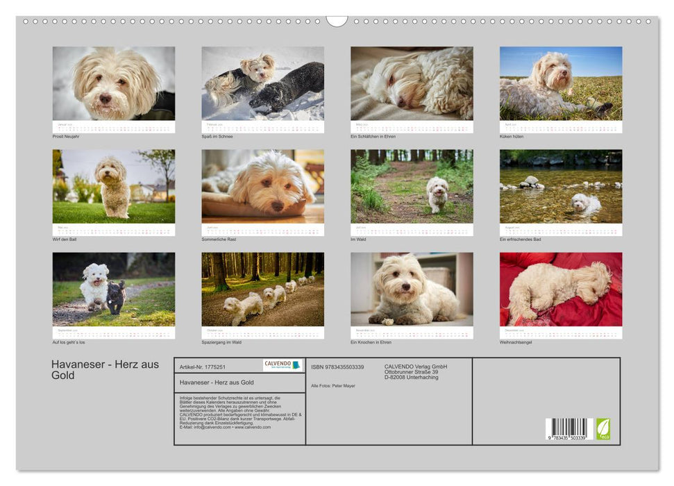 Havaneser - Herz aus Gold (CALVENDO Wandkalender 2025)