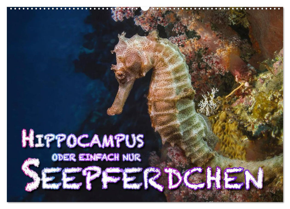 Hippocampus oder einfach nur Seepferdchen (CALVENDO Wandkalender 2025)