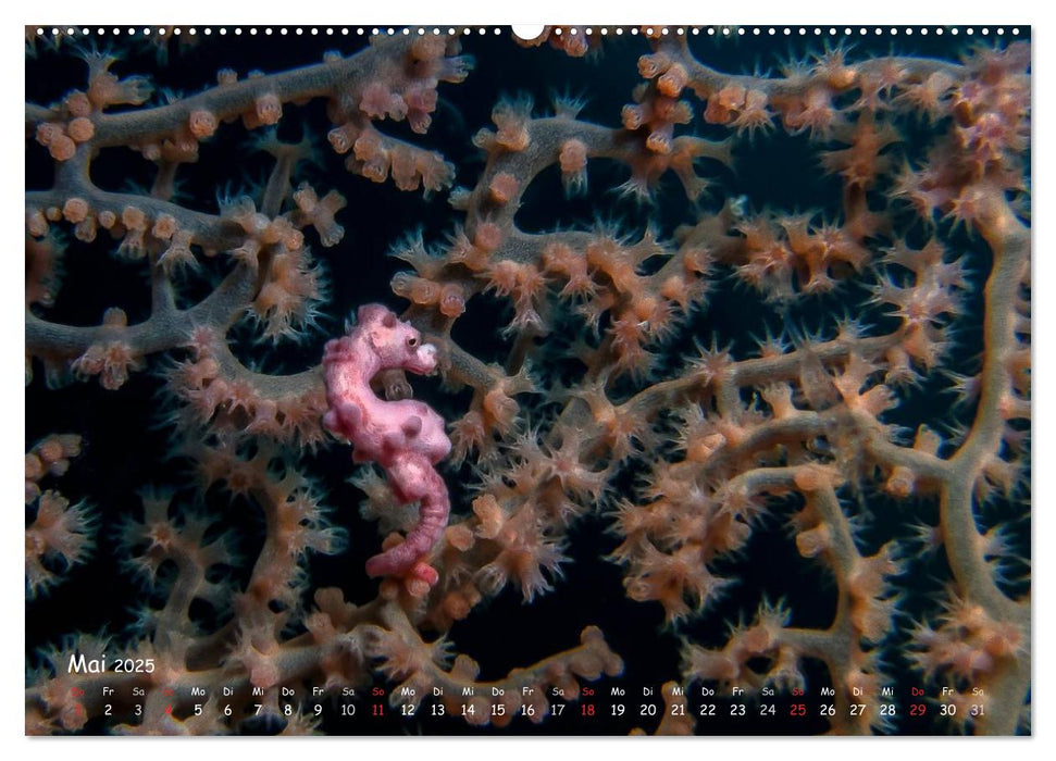 Hippocampus oder einfach nur Seepferdchen (CALVENDO Wandkalender 2025)