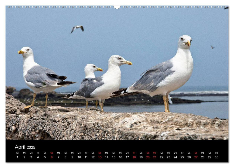 Essaouira. Marokko (CALVENDO Premium Wandkalender 2025)