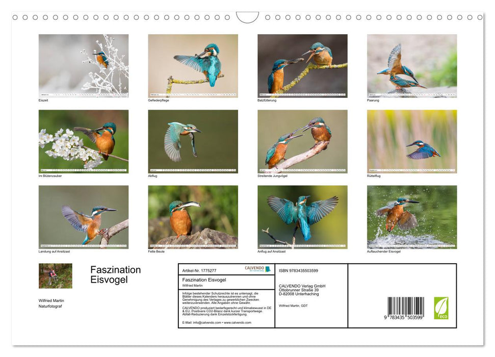 Faszination Eisvogel (CALVENDO Wandkalender 2025)