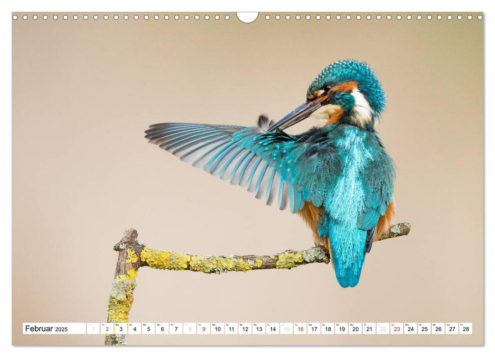 Faszination Eisvogel (CALVENDO Wandkalender 2025)