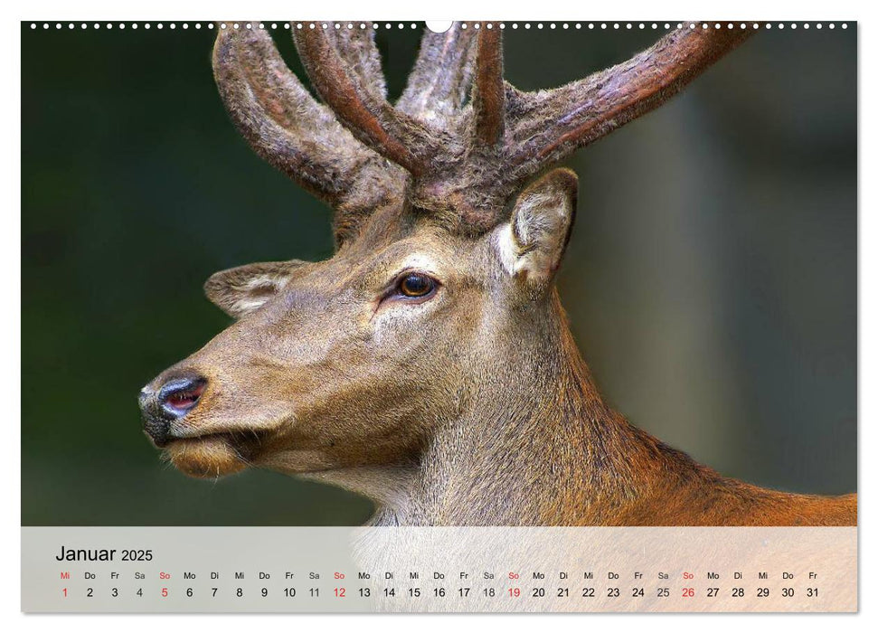 Rotwild. Edle Hirsche, stolze Kühe (CALVENDO Premium Wandkalender 2025)