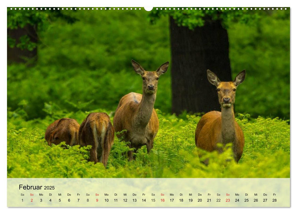 Rotwild. Edle Hirsche, stolze Kühe (CALVENDO Premium Wandkalender 2025)