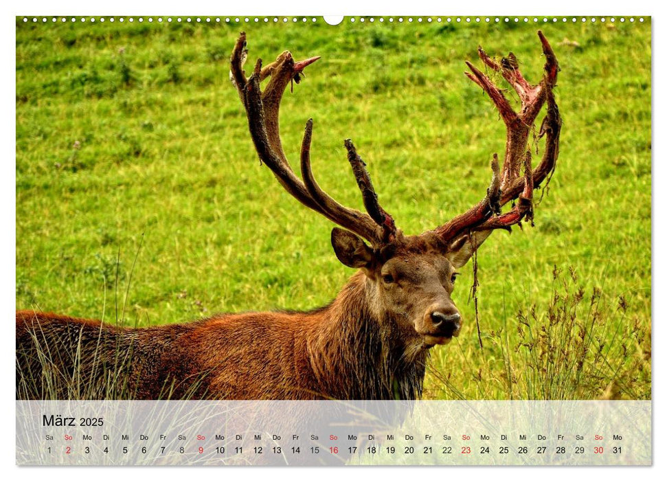 Rotwild. Edle Hirsche, stolze Kühe (CALVENDO Premium Wandkalender 2025)