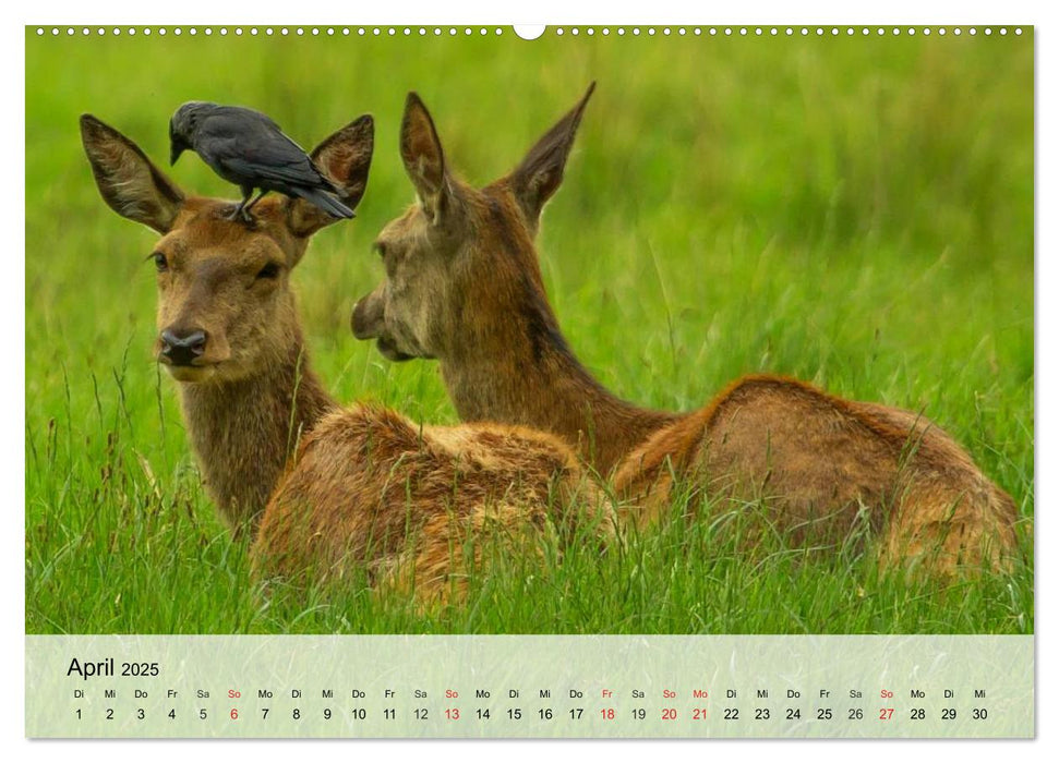 Rotwild. Edle Hirsche, stolze Kühe (CALVENDO Premium Wandkalender 2025)