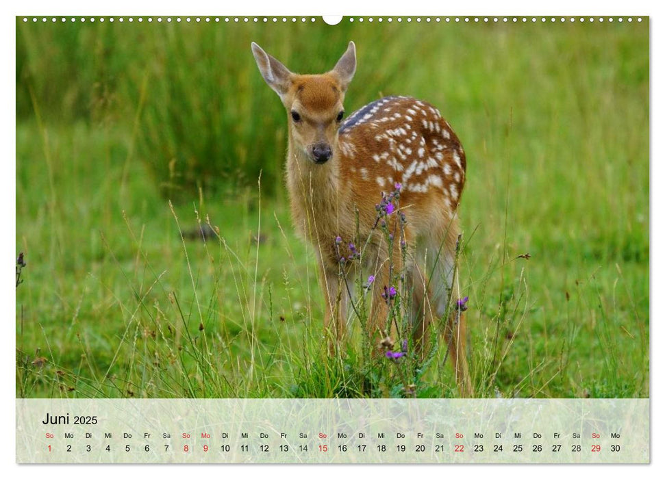 Rotwild. Edle Hirsche, stolze Kühe (CALVENDO Premium Wandkalender 2025)