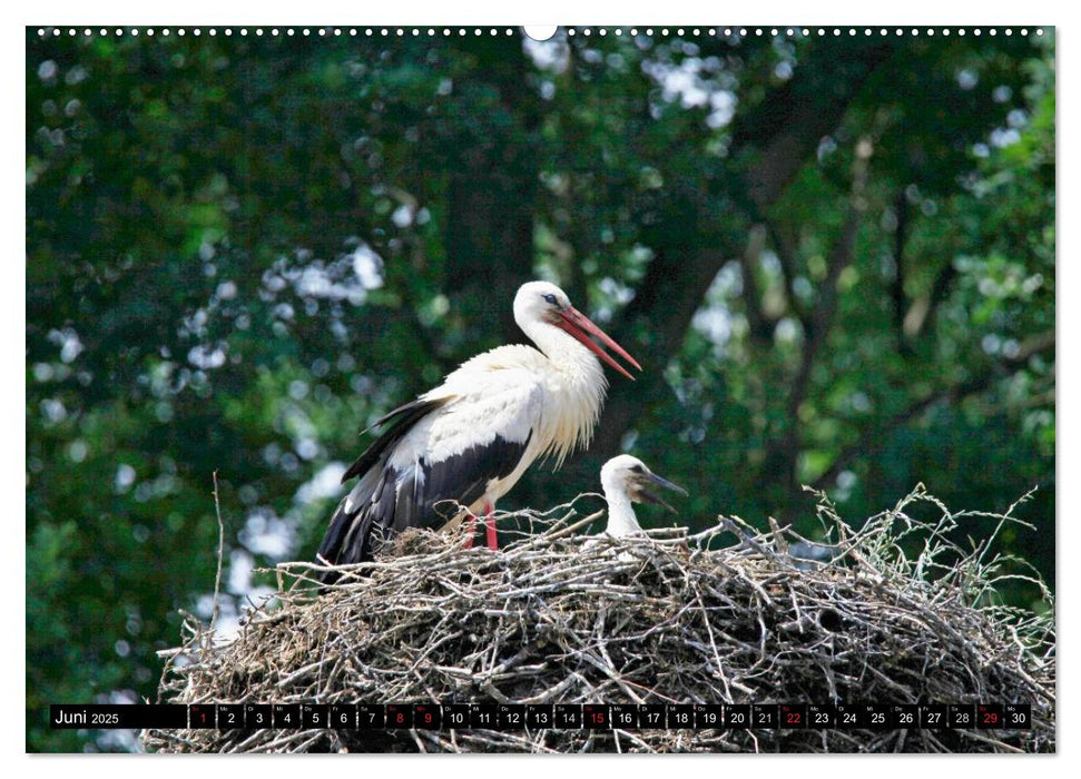 Wunderschöner Spreewald (CALVENDO Premium Wandkalender 2025)