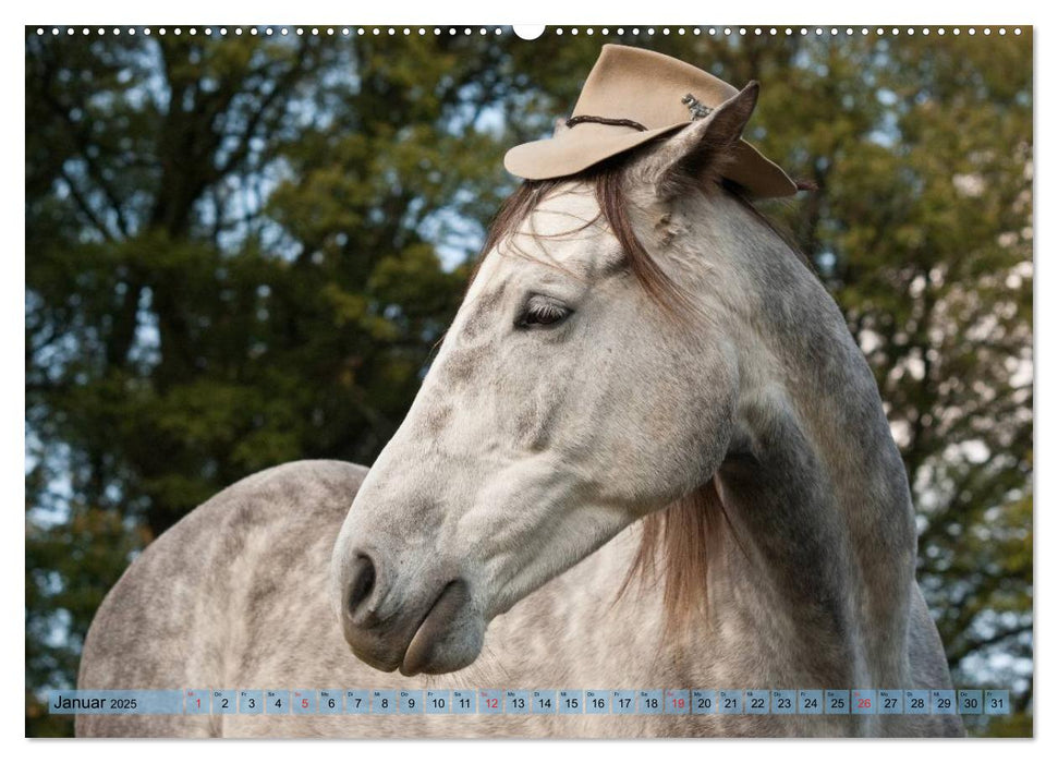 Lustiger Schimmel - ein Pferd mit Humor (CALVENDO Premium Wandkalender 2025)