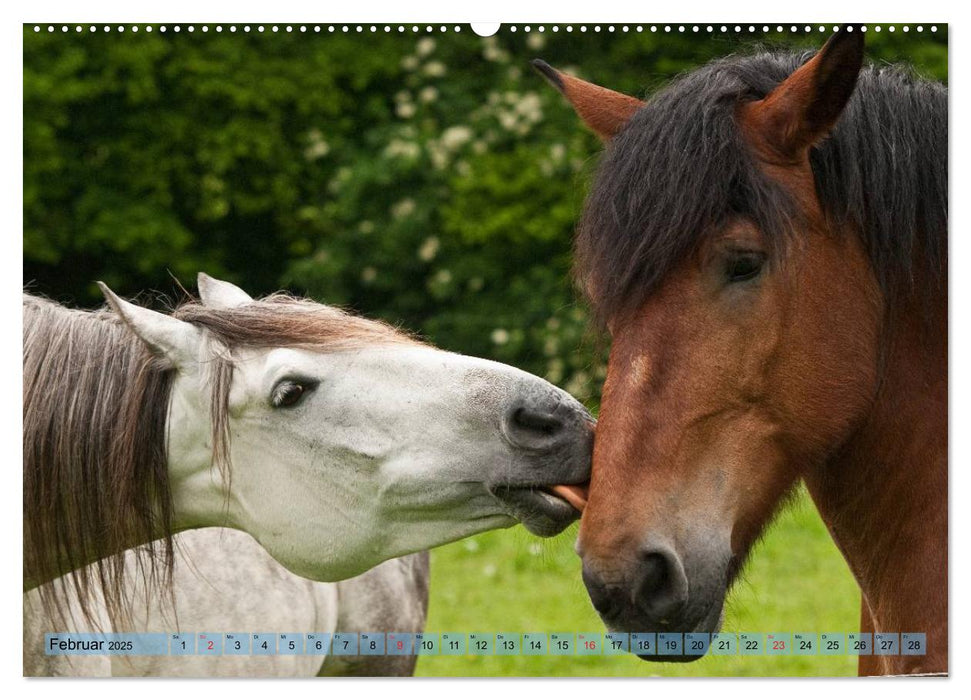 Lustiger Schimmel - ein Pferd mit Humor (CALVENDO Premium Wandkalender 2025)