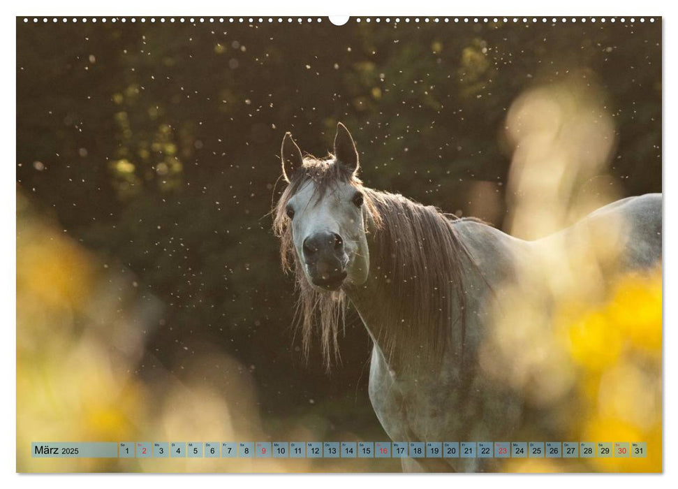 Lustiger Schimmel - ein Pferd mit Humor (CALVENDO Premium Wandkalender 2025)