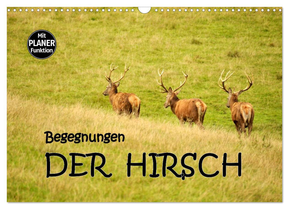 Begegnungen. DER HIRSCH (CALVENDO Wandkalender 2025)